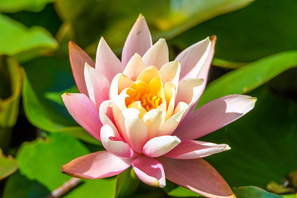 Water Lily in the pond at Mayfield Garden