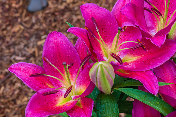 Dark Pink Lillies in bloom