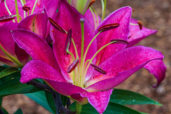 Dark Pink Lilly flower macro in bloom