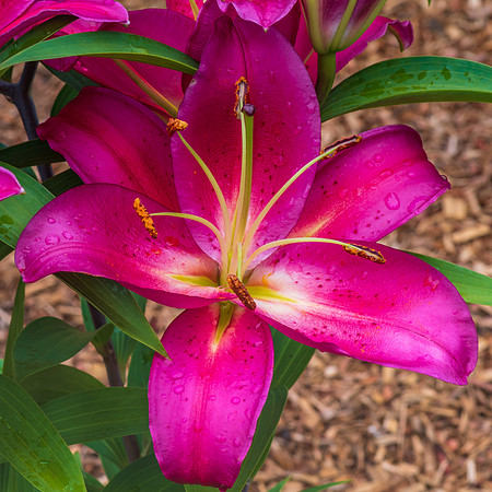Dark Pink Lillies in bloom