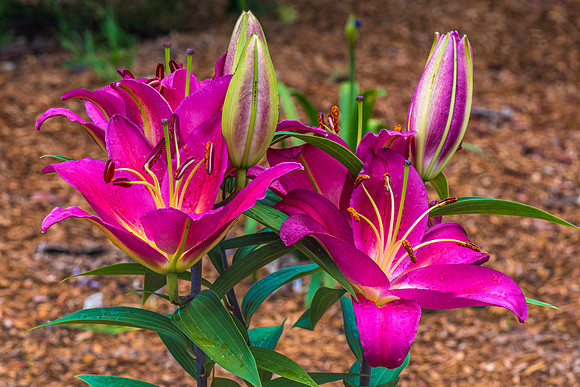 Dark Pink Lillies in bloom