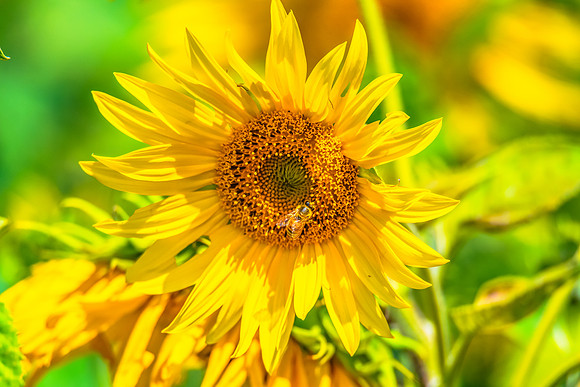 Stunning Summer Sunflowers and Honey Bees