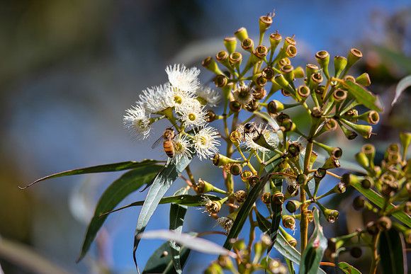 Flowering gum tree with lemon coloured blossoms and honey bee