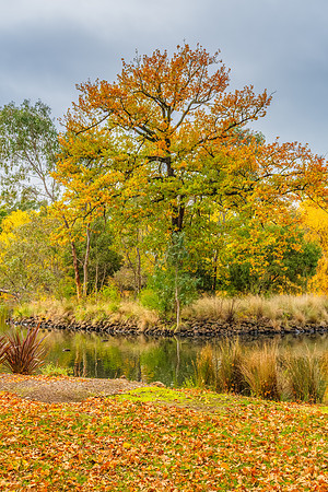 Castlemaine Botanical Gardens in late Autumn