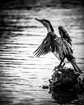 Pied Cormorant on rock covered in oysters in the bay