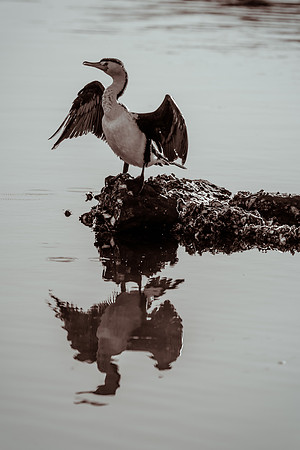 Pied Cormorant and reflections on rock covered in oysters in the