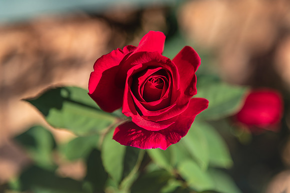 Red rose beginning to bloom