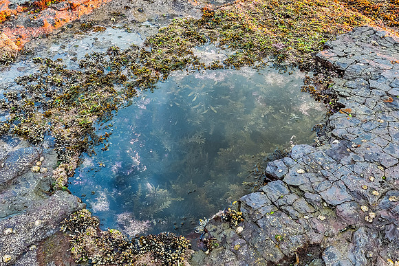 Rock Pool at the Seaside
