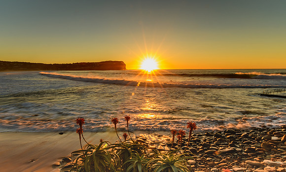 Sunrise Seascape and Sunburst with Aloe Vera