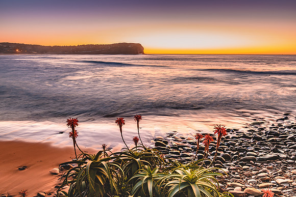 Sunrise Seascape with Aloe Vera in the foreground