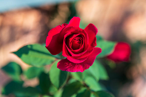 Red rose beginning to bloom