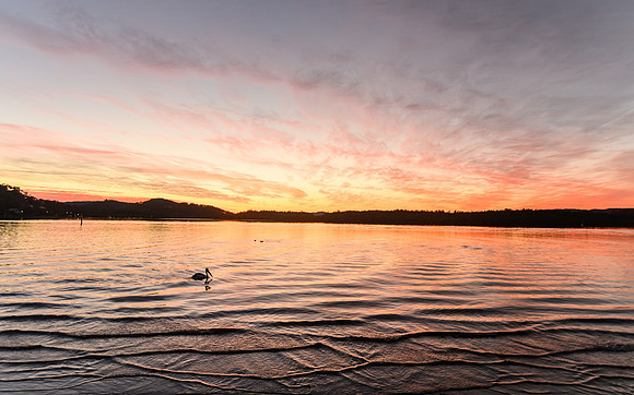 Sunrise Waterscape and Pelican on the Bay