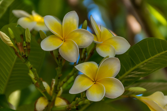 Yellow and White Frangipani Flowers