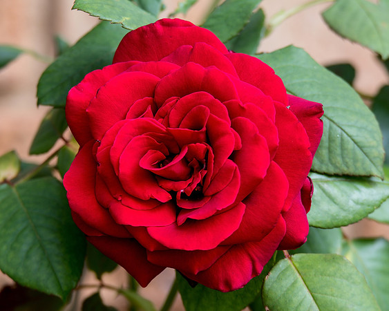 Red Rose in Full Bloom