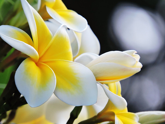 Yellow and White Frangipani Flowers