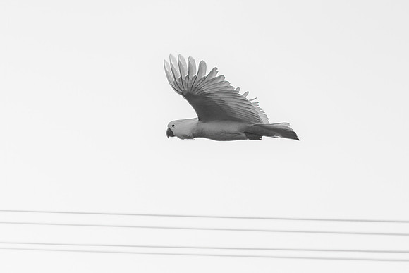Sulphur crested cockatoo flying in soft grey sky
