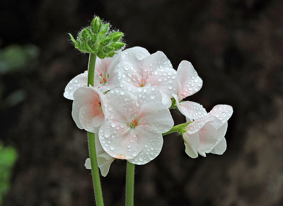 Pale Pink Zonal Geraniums