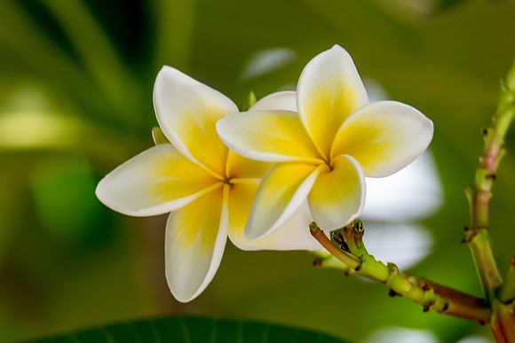 Yellow and White Frangipani Flowers