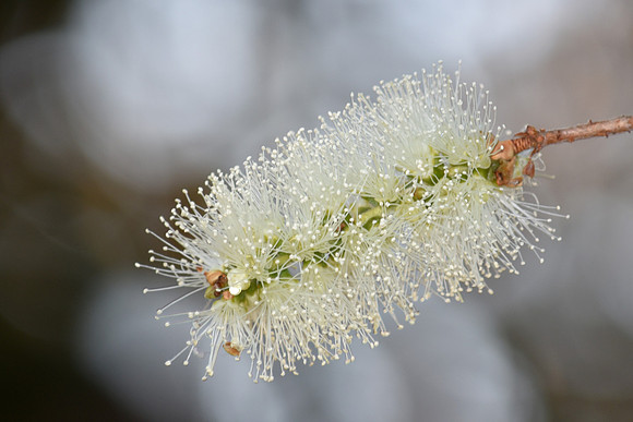 Callistemon 'Wilderness White' Bottlebrush