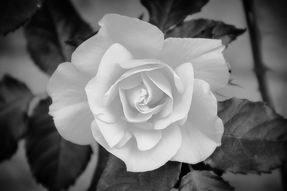 Rose in bloom in black and white