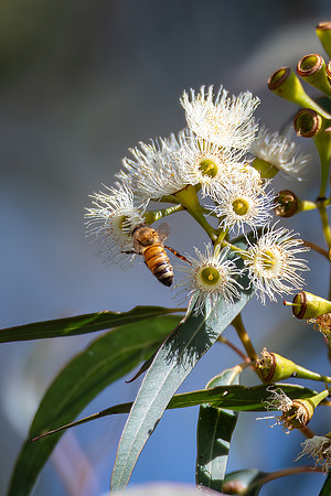 Flowering gum tree with lemon coloured blossoms and honey bee