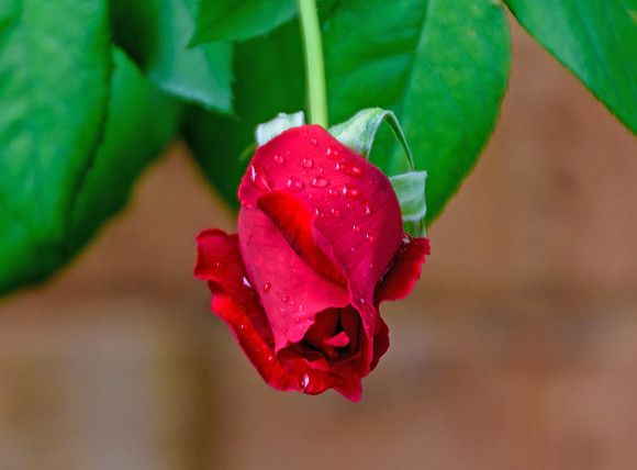 Red Rose growing upside down