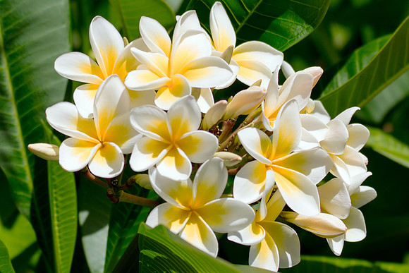 Yellow and White Frangipani Flowers