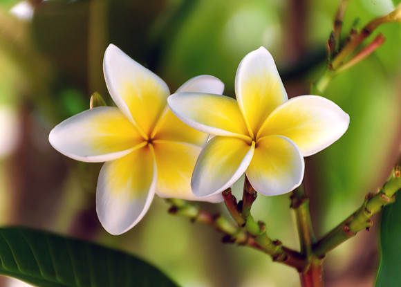 Yellow and White Frangipani Flowers