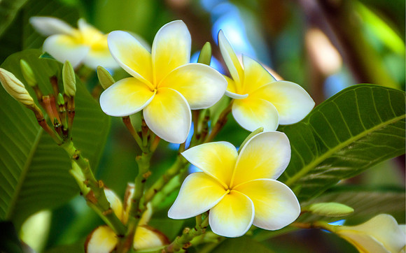 Yellow and White Frangipani Flowers
