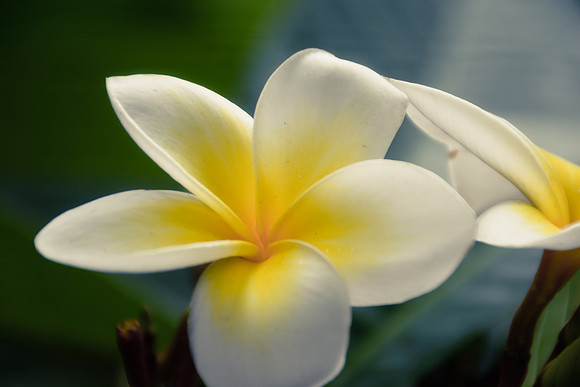 Yellow and White Frangipani Flowers