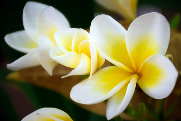 Yellow and White Frangipani Flowers