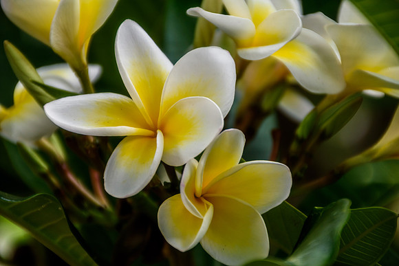 Yellow and White Frangipani Flowers