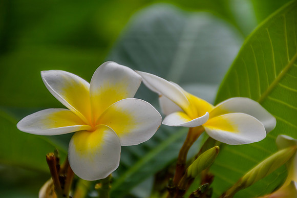 Yellow and White Frangipani Flowers