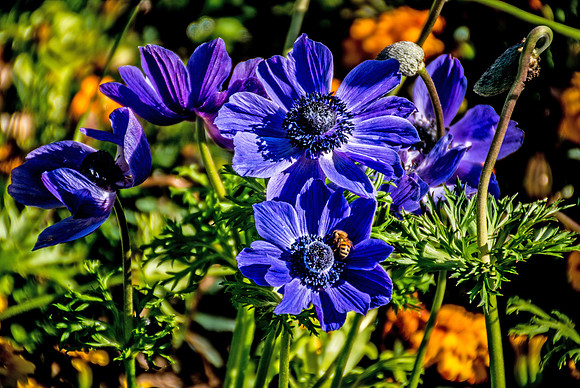 Beautiful Spring flowers