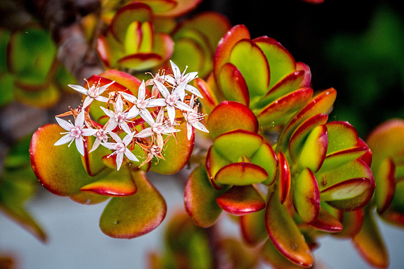 Flowers on Jade plant