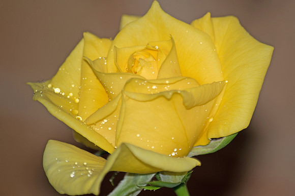 Yellow rose