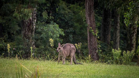 Kangaroo in the woods