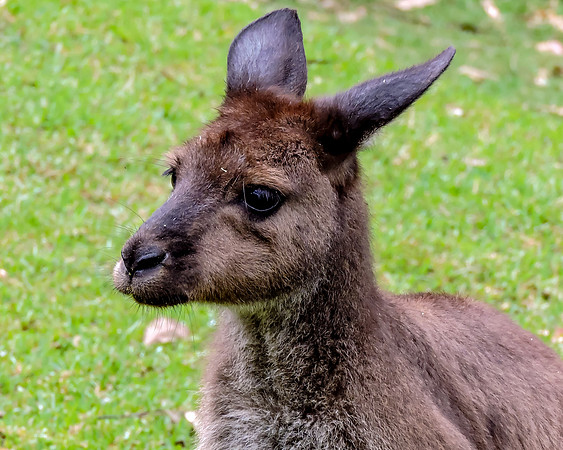 Juvenile Kangaroo