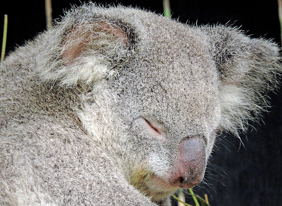 Sleepy Koala