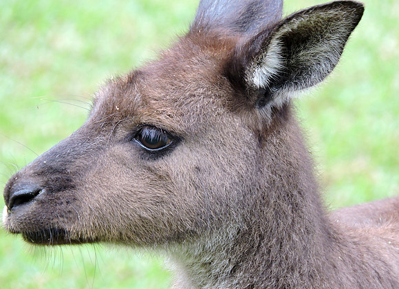 Juvenile Kangaroo