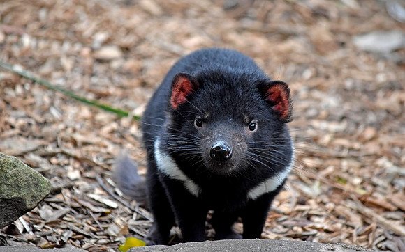 Tasmanian Devil