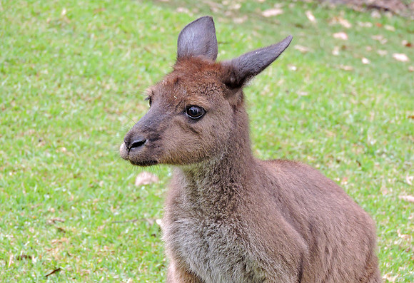 Juvenile Kangaroo