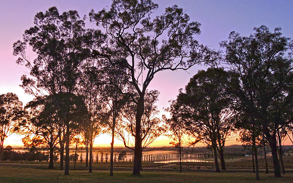 Rural Sunrise through the trees