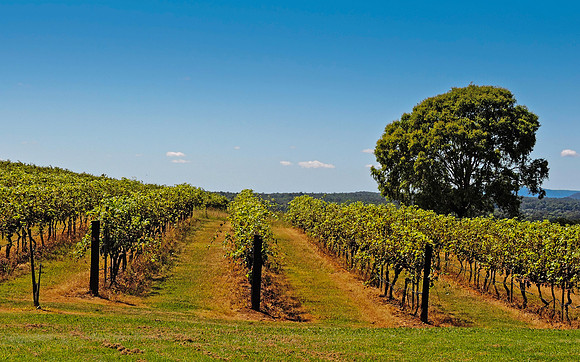 Vineyard and grape vines