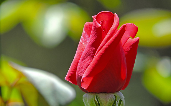 Red Rose