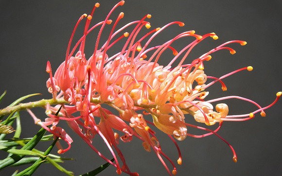 Grevillea flower