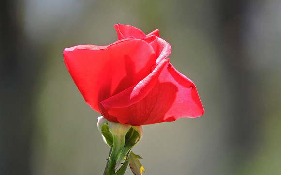 Red Rose