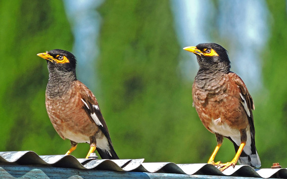 Indian Myna Birds