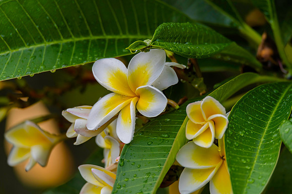 Frangipani flowers on the tree with rain drops