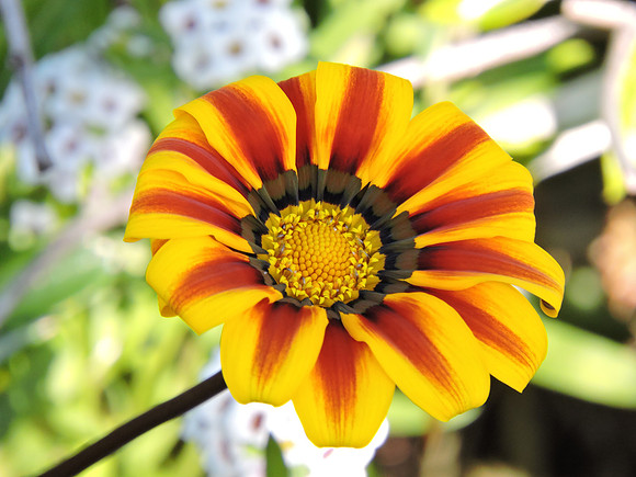 Striped Coastal Gazania